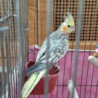 عروس هلندی ماده همراه با قفس