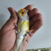 فنچ گلدین و کینگ و کوتوله مولد و سرلاکی و قناری