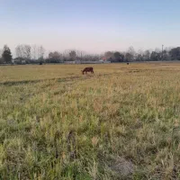 خر...جوون وسالم