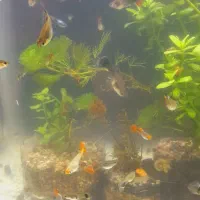 انواع ماهی گیاه خوار|ماهی|اردبیل, |دیوار