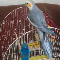 دوعدد عروس هلندی