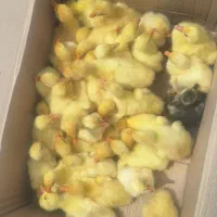 جوجه قوغاز لیندا