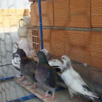 کبوتر دونه ای 150|پرنده|بندر ترکمن, |دیوار