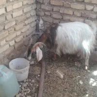 فروش بز دوقلوزا جوون آبستن