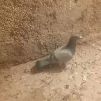 کبوتر|پرنده|اقبالیه, |دیوار