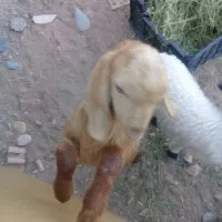 کره پاکستانی نر