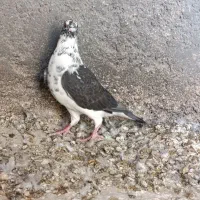 کبوتر سینه سفید