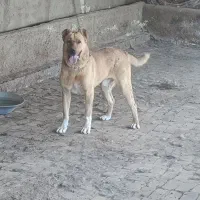 سگ های نر خراسانی هیولا
