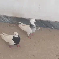 کبوتر طوقی