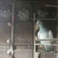 کبوتر|پرنده|هامون, |دیوار