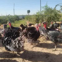 بوقلمون برنزه و اردک طبیعی