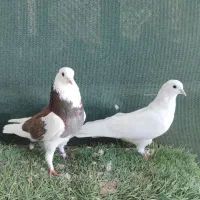 کبوتر پرشی|پرنده|قشم, |دیوار