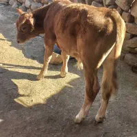 گاو سمیتال اصل آلمانی با گوساله نر برانسویس