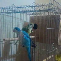 طوطی راهب مولد کینگ سایز ضمانتی