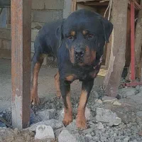 فروشی|سگ|لاهیجان, شهرک جانبازان|دیوار