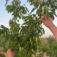 فروش باغ کلاکوب|فروش خانه و ویلا|مشهد, کلاکوب|دیوار