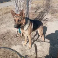 واگذاری سگ گرگی نگهبان|سگ|ملایر, |دیوار