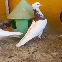 طوق سرخ خال سیاه