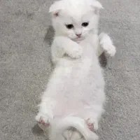 گربه اسکاتیش سفید|گربه|پردیس, فاز ۲|دیوار