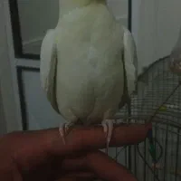عروس هلندی ماده