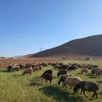 ۱۳۰راس گوسفند داشتی فرادنبه