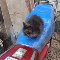 گربه بازیگوش|گربه|کارون, |دیوار