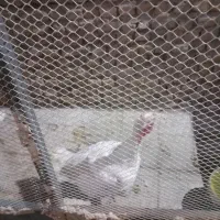 بوقلمون گوشتی ارگانیک به علت کمبود جا