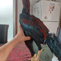 مرغ و خروس و نیمچه ی لاری و ایام سمانی|حیوانات مزرعه|شاهین‌شهر, حافظ شمالی|دیوار