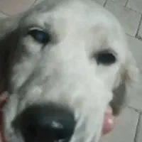 سگ ماده ، گم،شده|سگ|اشتهارد, |دیوار