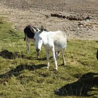 خر ماده (الاغ) باری و گله ای همراه با کره|حیوانات مزرعه|سمنان, |دیوار