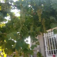 دوواحد خانه ویک عددمغازه ۸۵ متری بعرخیابان اصلی