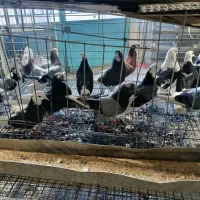 کبوتروکفتر