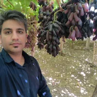 نهال انگور رو از منه تولید کننده بخر، نه دلال.|خدمات باغبانی و درختکاری|شیراز, باغشهر اهل بیت|دیوار