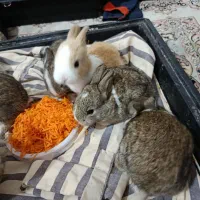 خرگوشای اهلی دست آموز