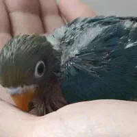 جوجه برزیلی|پرنده|ری, ملکآباد|دیوار