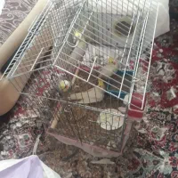 فروش‌ عروس هلندی