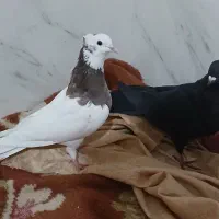 طوقی ماده سبزدم سفید|پرنده|بروجن, |دیوار