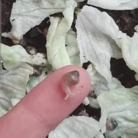 ۳۰۰تاجوجه حلزون
