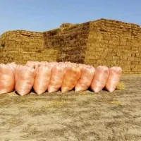 کاه عدس