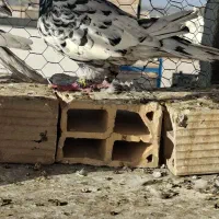 کفتر سار سرور پرشی