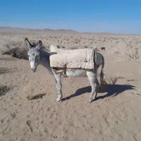 خربسیارگلگی آرام جوان قیمت ۸تومن