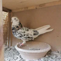 کفتر شازده سرور نر|پرنده|پاکدشت, خاتون آباد|دیوار