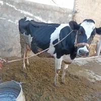 گاو شیری|حیوانات مزرعه|چگنی, |دیوار