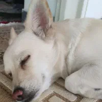 سگ ماده پامر|سگ|ایلام, |دیوار