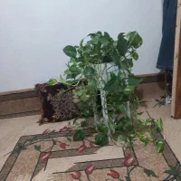 گل پتوس|گل و گیاه طبیعی|مشهد, پنجتن|دیوار