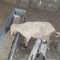 گوسفند جملی حیکلی با دوبره نروماده|حیوانات مزرعه|زابل, |دیوار