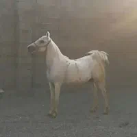 مادیان و کره مادیان|اسب و تجهیزات اسبسواری|صحنه, |دیوار