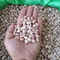 لوبیا چیتی  خمین ۳۷۰/۰۰۰           با ضمانت زودپز