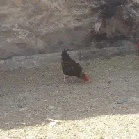 خروس|حیوانات مزرعه|خلجستان, |دیوار