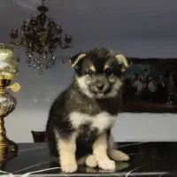 توله سگ پامر